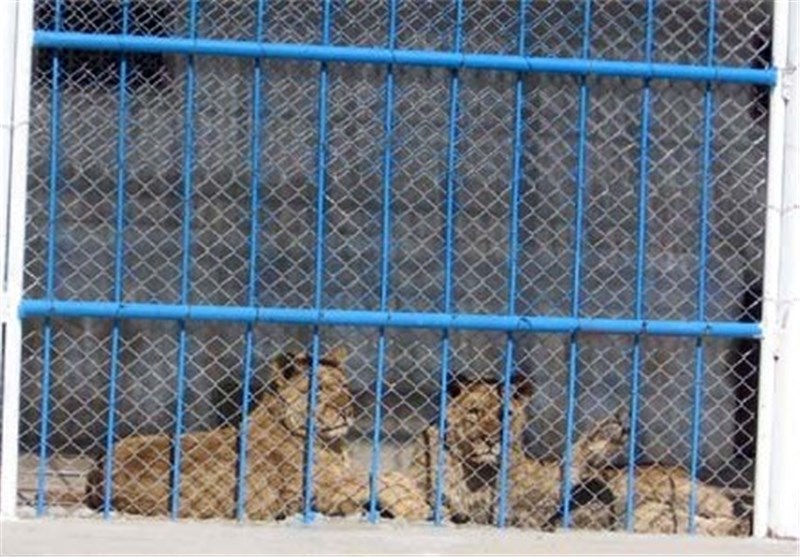 شرایط نگهداری حیوانات در باغ وحش خرم آباد استاندارد نیست