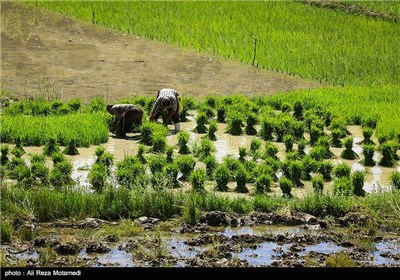 برنج کاری در منطقه سامان شهرکرد