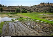 برنج لنجان به حجم آب مصرفی کمتری نسبت به شمال نیاز دارد/ خسارت برنج‌کاران باید پرداخت شود