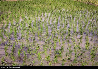 برنج کاری در منطقه سامان شهرکرد