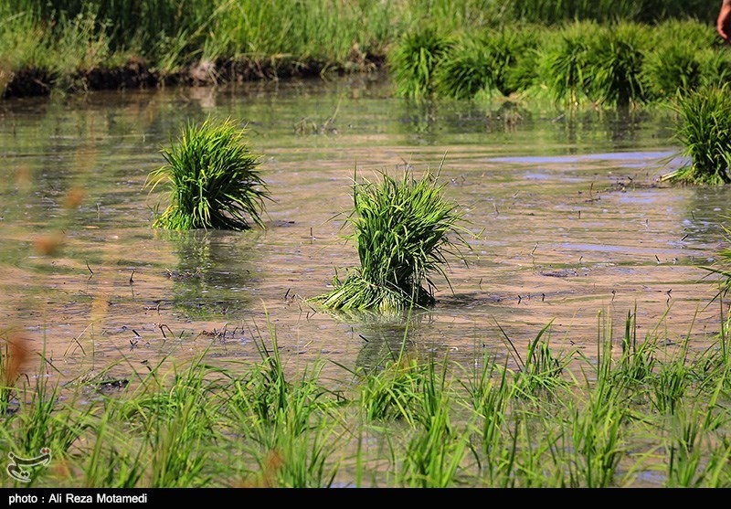 تشنگی در جوار آب؛ تامین آب شهرهای بحرانی فارس در باتلاق برنج‌کاری