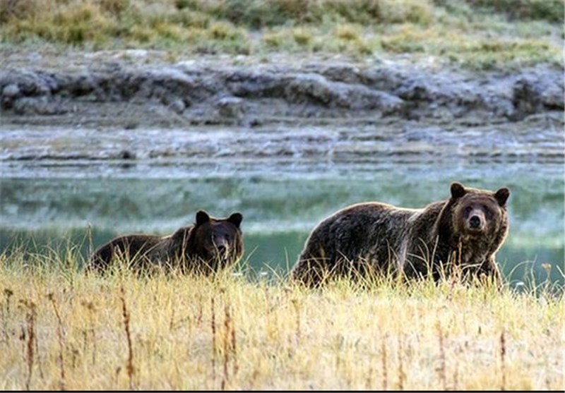 نجات زن کانادایی از چنگال گرگ توسط خرس مادر و توله‌اش