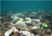 12 تن مرجان دریایی در استان فارس کشف شد