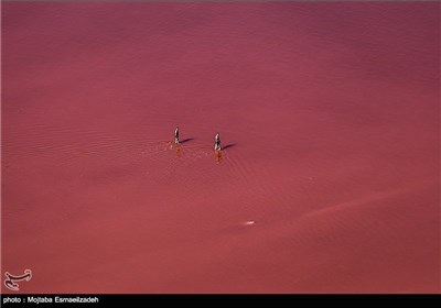 سرخی دریاچه ارومیه