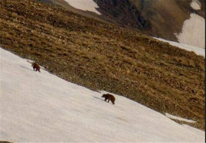 جزییات حضور خرسهای قهوه‌ای در ارتفاعات شمال تهران