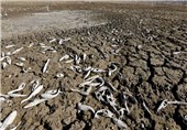 خشکسالی 50 میلیارد ریال به مراتع مهریز خسارت وارد کرد