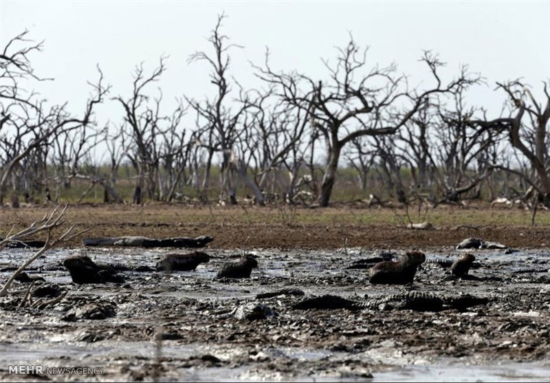 9 شهرستان چهارمحال و بختیاری با فاجعه خشکسالی مواجه است