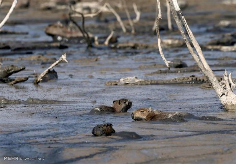 28 استان کشور با کمبود بارندگی مواجه هستند/ کاهش 50 درصد بارندگی در سطح کشور