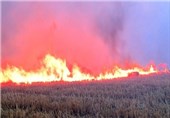 پنج هکتار از مزارع گندم هرات در آتش سوخت
