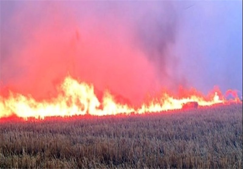پنج هکتار از مزارع گندم هرات در آتش سوخت