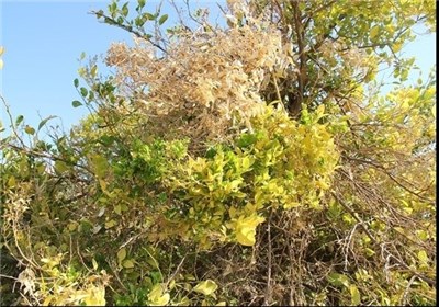 شهرستان،درختان،چرام،ليمو،باغداران،مركبات،هكتار،برودت،باغات،2 ...