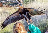 حمله عقاب به یک پسربچه در استرالیا