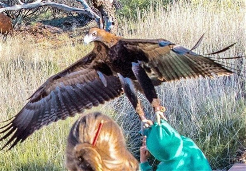حمله عقاب به یک پسربچه در استرالیا