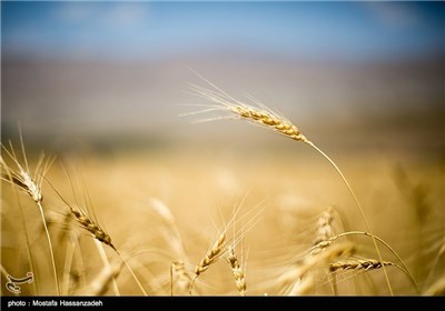 حصاد القمح في قرية جبانلو بمحافظة خراسان الشمالية