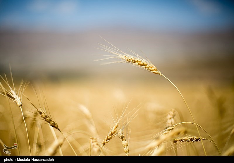 اجرای طرح خرید شناسنامه‌دار گندم در استان فارس/ خرید گندم تا اوسط مرداد ماه ادامه دارد
