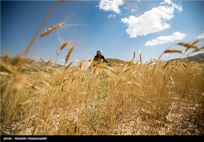 حصاد القمح في قرية جبانلو بمحافظة خراسان الشمالية 