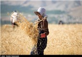 برداشت گندم در روستای چپانلو خراسان شمالی