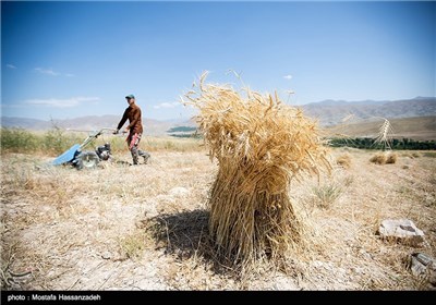 حصاد القمح في قرية جبانلو بمحافظة خراسان الشمالية 