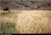350 هزار تن گندم در استان همدان به صورت تضمینی خریداری می‌شود
