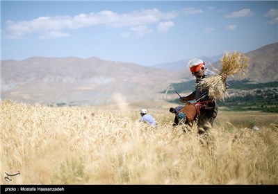 حصاد القمح في قرية جبانلو بمحافظة خراسان الشمالية 