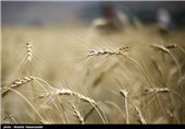 گندم ایران از فردا در رینگ صادراتی بورس کالا عرضه می‌شود