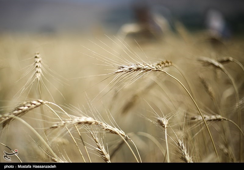 خرید تضمینی 519 هزار تن گندم از کشاورزان استان فارس/ افزایش 8 درصدی خرید گندم