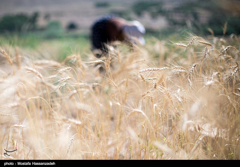 32 هزار هکتار گندم در استان گلستان کشت شد