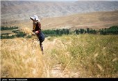 برداشت گندم در روستای چپانلو خراسان شمالی