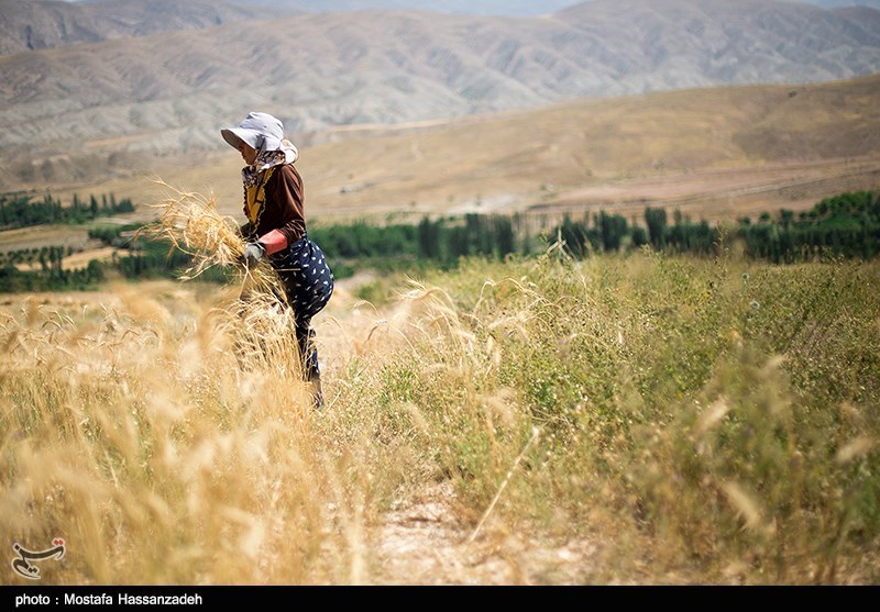 366 هزار هکتار گندم در استان گلستان کشت شد