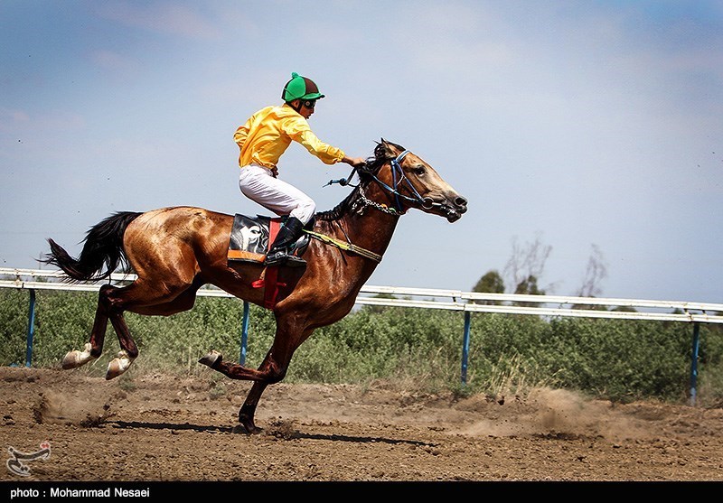 استان اردبیل هر سال ‌2 بار میزبان جشنواره زیبایی اسب می‌شود
