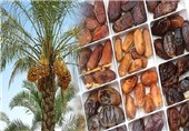 بازار فروش خرمای بوشهر در مشهد و کشورهای آسیای میانه راه‌اندازی می‌شود