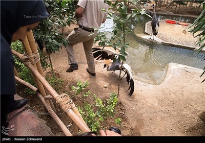 The Birth of an Endangered Bird in Tehran