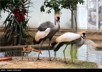 The Birth of an Endangered Bird in Tehran