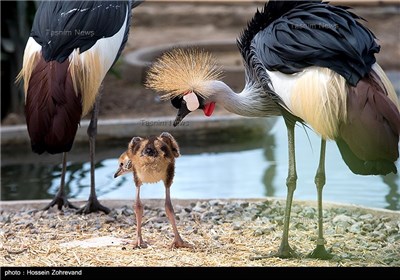 The Birth of an Endangered Bird in Tehran