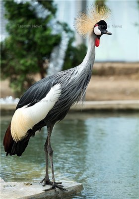 The Birth of an Endangered Bird in Tehran