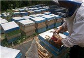 زنبورداری، فرصتی برای اقدام و عمل در اقتصاد مقاومتی/ دولت با واردات عسل بازار زنبورداران بومی را کساد می‌کند