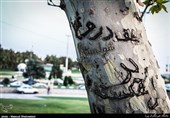 عکس/ نهایت احترام به یک درخت هنگام گودبرداری در مشهد