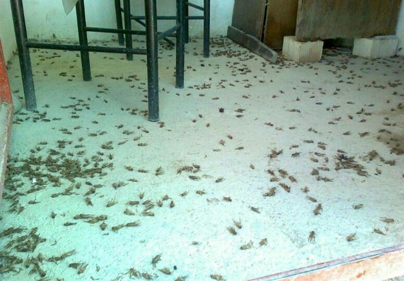 حمله جیرجیرک‌ها به قصر شیرین/گرمی هوا عامل افزایش ناگهانی حشرات