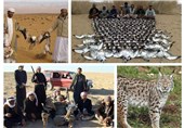 افزایش شکارچیان پاکستانی و عرب در شرق افغانستان