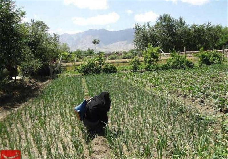 روش کشاورزی در استان گلستان اصلاح شود
