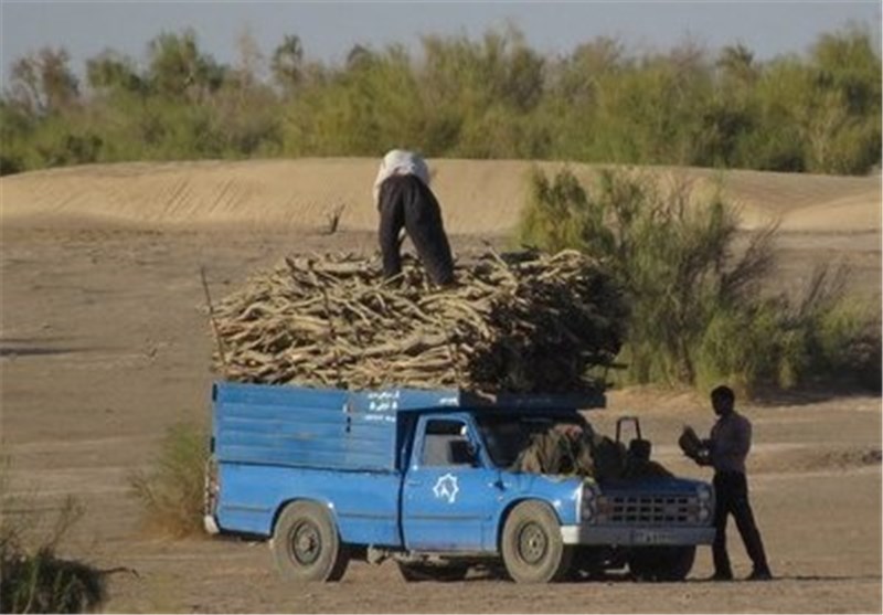 115 اصله چوب‌آلات قاچاق جنگلی در اردبیل کشف و ضبط شد
