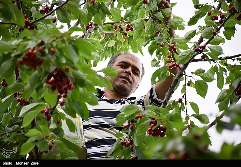 برداشت گیلاس در اردبیل