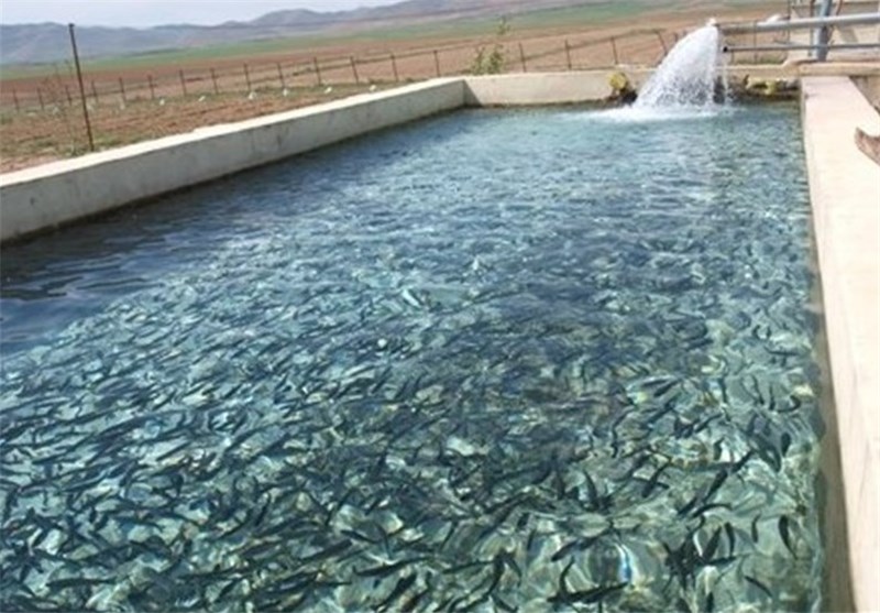 طرح‌های پرورش آبزیان در روستاهای ساحلی استان بوشهر اجرایی می‌شود