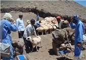 دام‌های عشایر استان لرستان علیه 4 بیماری واکسینه می‌شود
