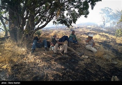Wildfire Hits Woods West of Iran