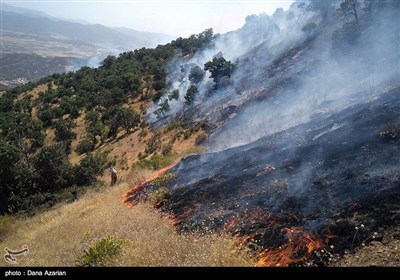 Wildfire Hits Woods West of Iran