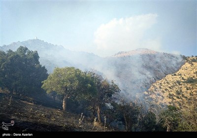 Wildfire Hits Woods West of Iran