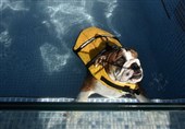 تأسیس استخر شنای سگ‌ها در چین