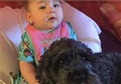 سگ قهرمان کودک 8 ماهه را نجات داد+تصاویر