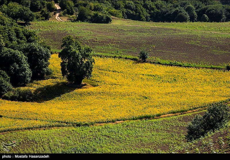 مزارع آفتابگردان در استان گلستان